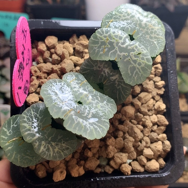 八海山王玉扇一物一拍