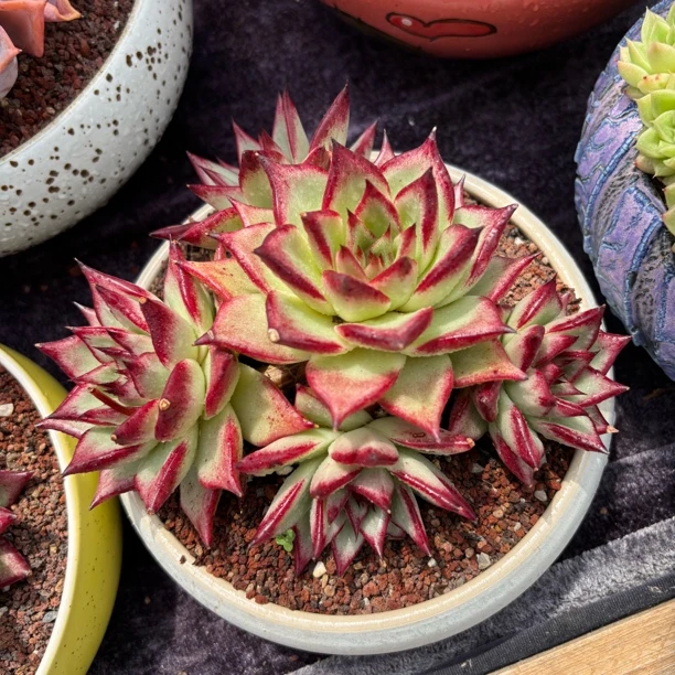 一物一拍多肉植物东云罗卡无砍老桩叶展18cm