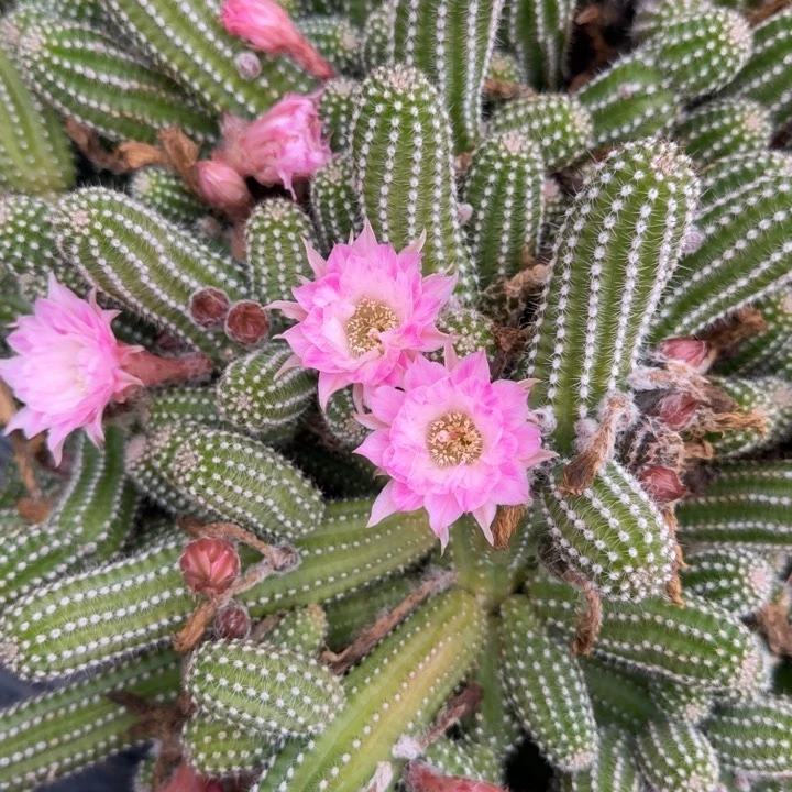 白檀仙人掌620侧芽一个