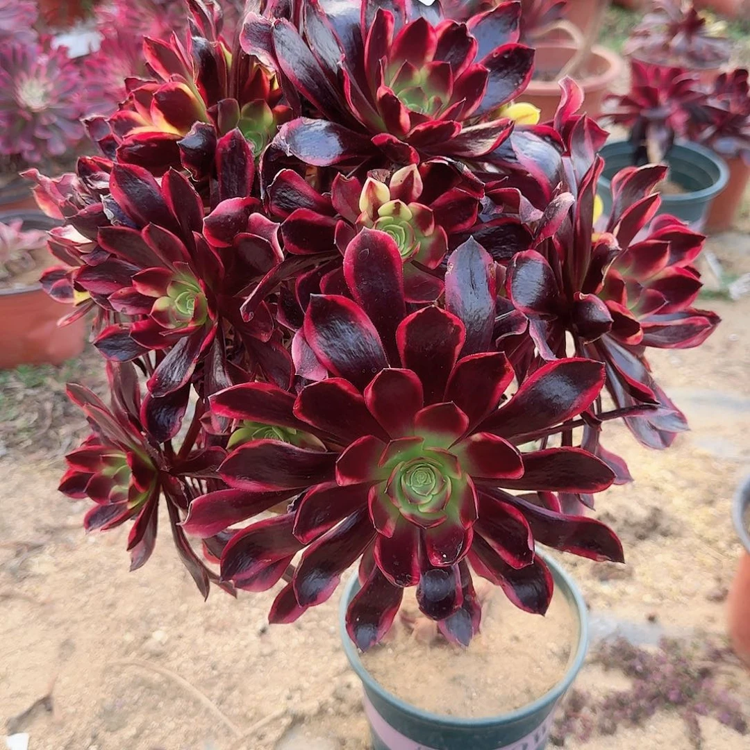 945欧嘉莉手捧一颗2年桩