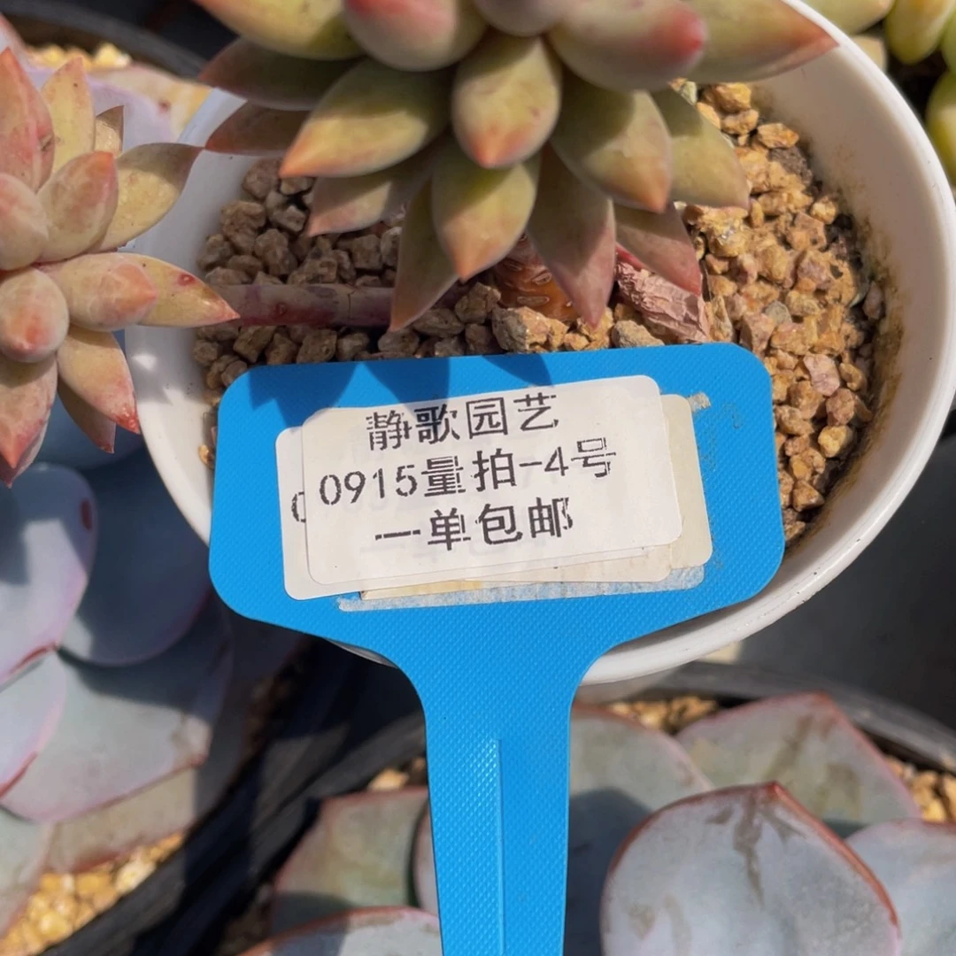 0915-4-黄体虞美人一颗