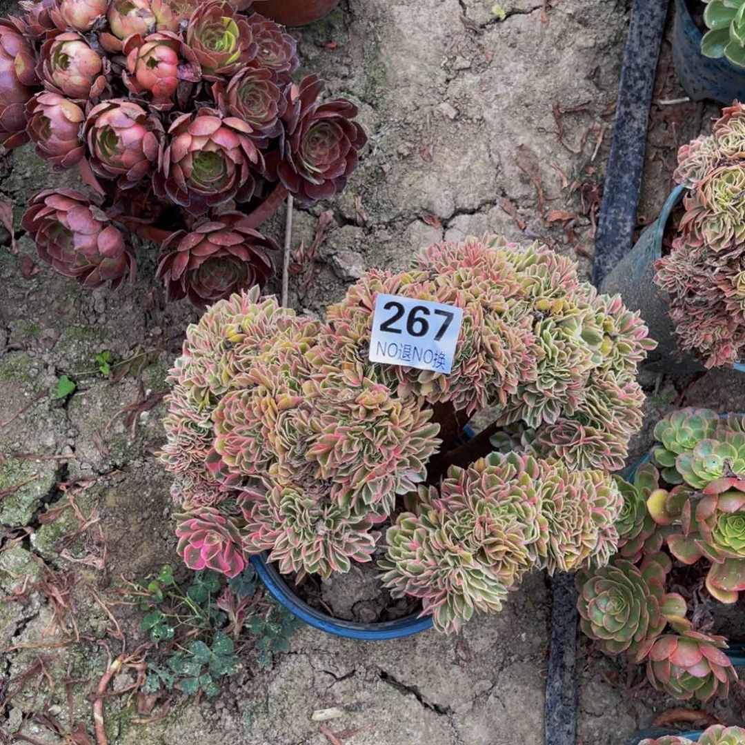 粉女巫法师缀化5-56