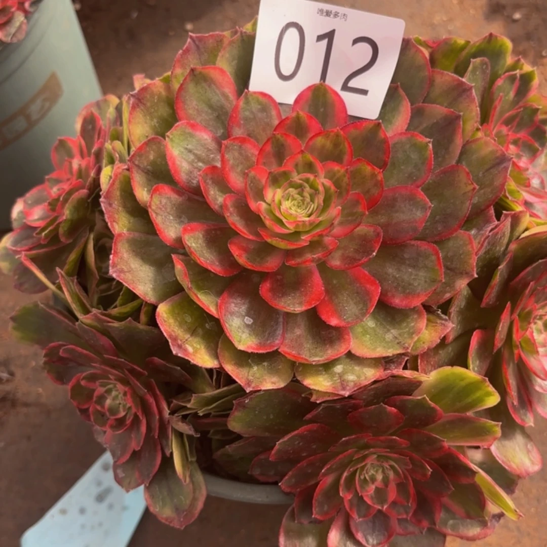 哈哈多肉葡萄福利来012