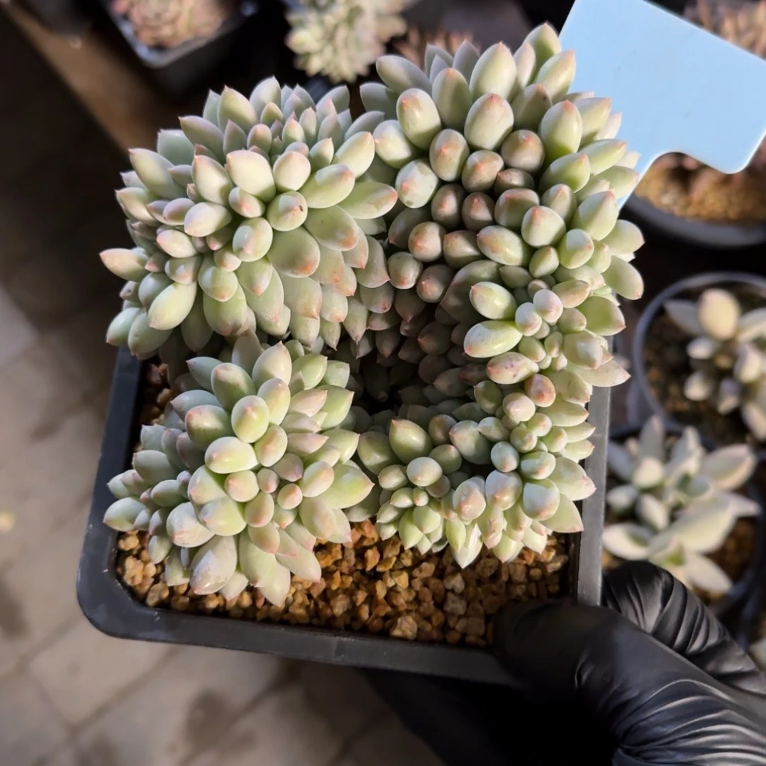 所罗门缀化111111111111111