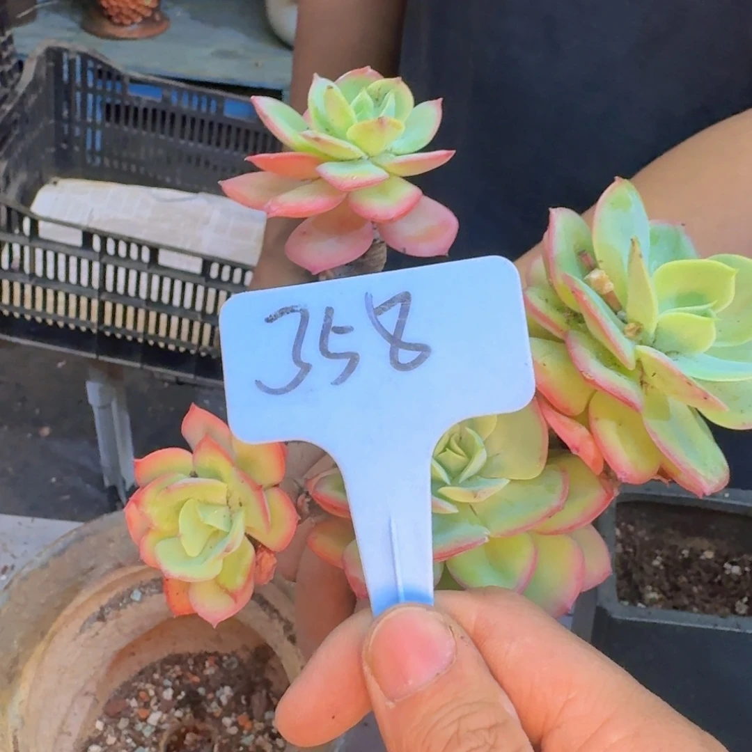 多肉植物的生长发育和