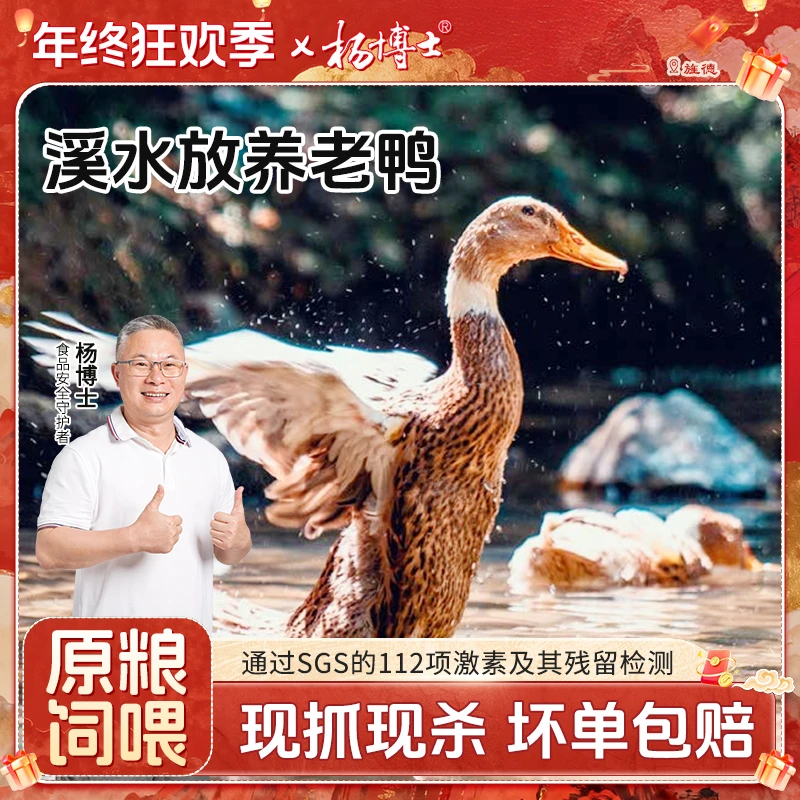 【内蒙甘肃黑龙江吉林青海海南专拍】杨博士溪水放养老鸭农家土鸭