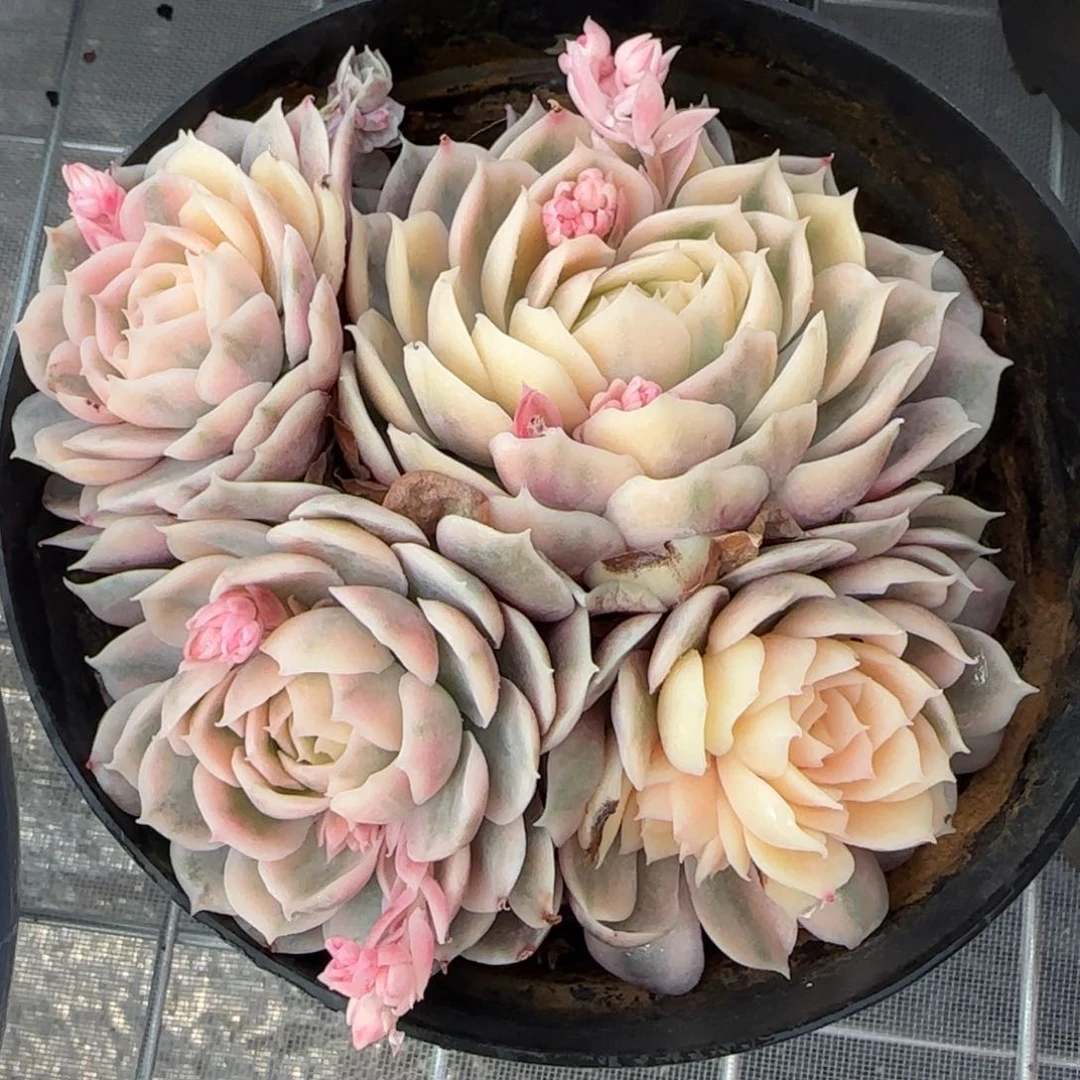 从前慢花园精选多肉昂斯诺锦