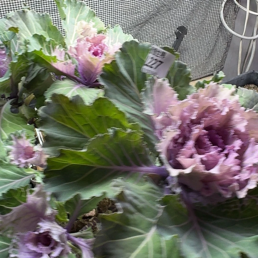 多肉植物的人生fgb