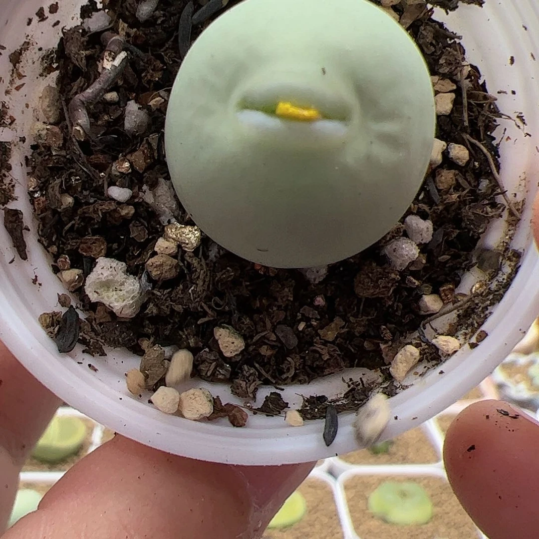 【闪购商品】62 秒