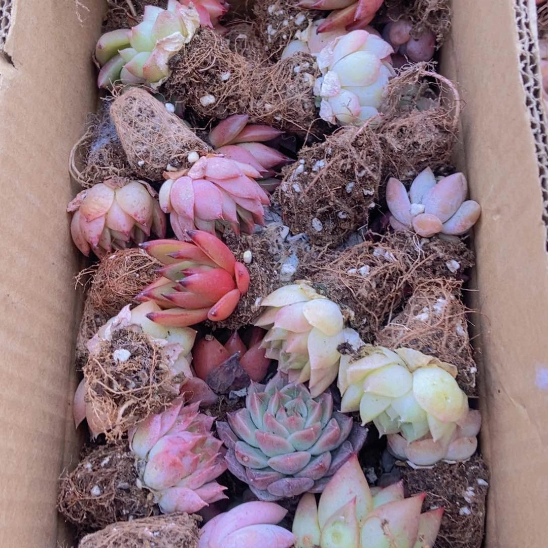 精品多肉植物保底60