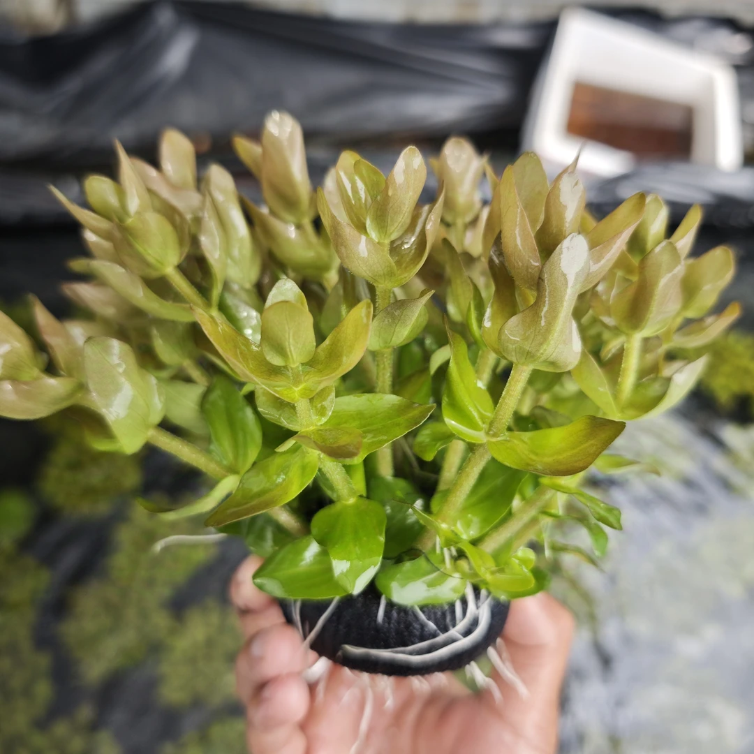 【大叶虎耳】无需光照带营养坨水草大坨新手鱼缸造景懒人中后景水草