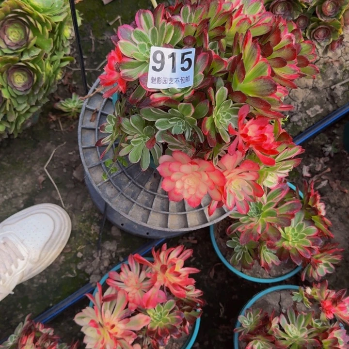 十万加29-30包邮花花