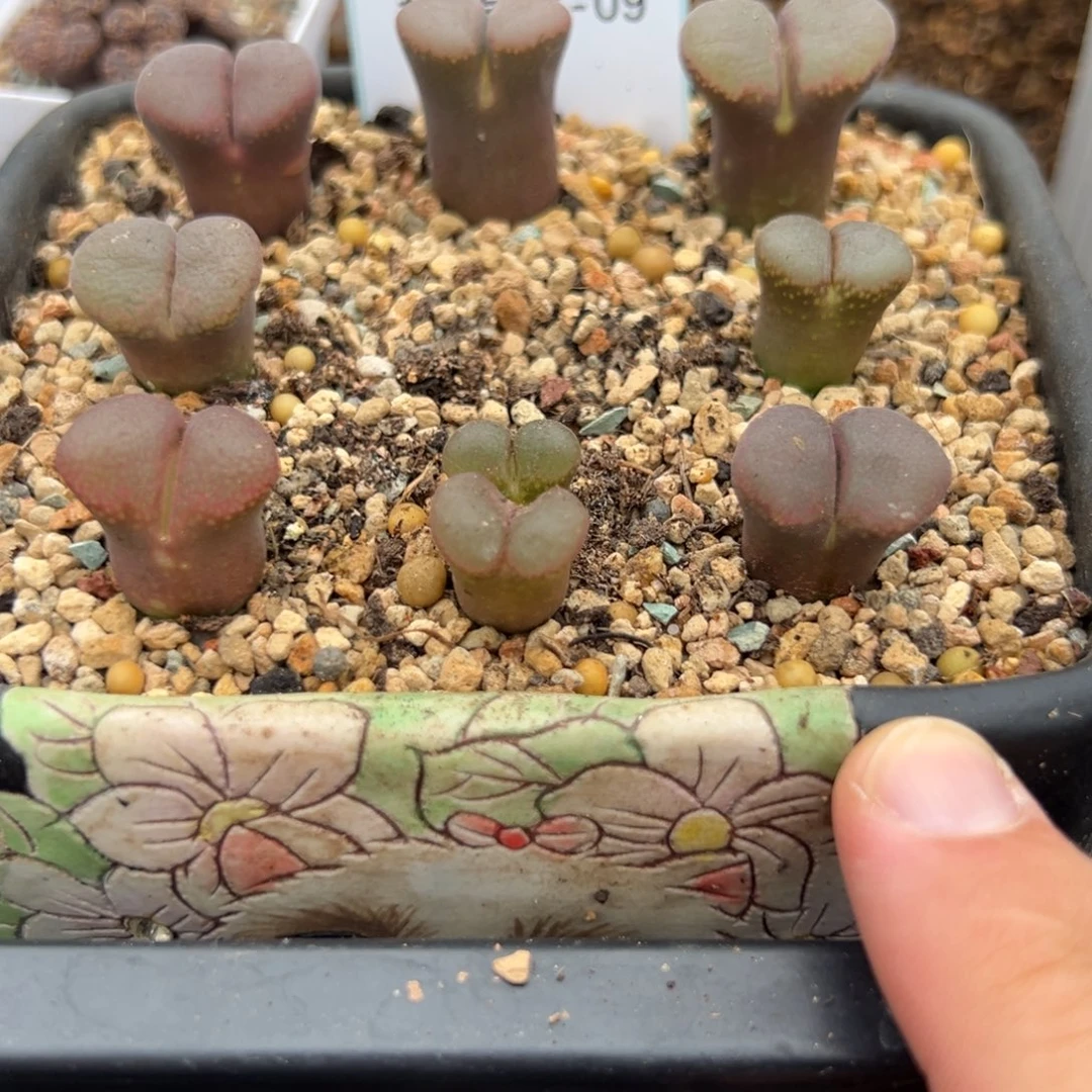 18-09量拍风铃以下一颗