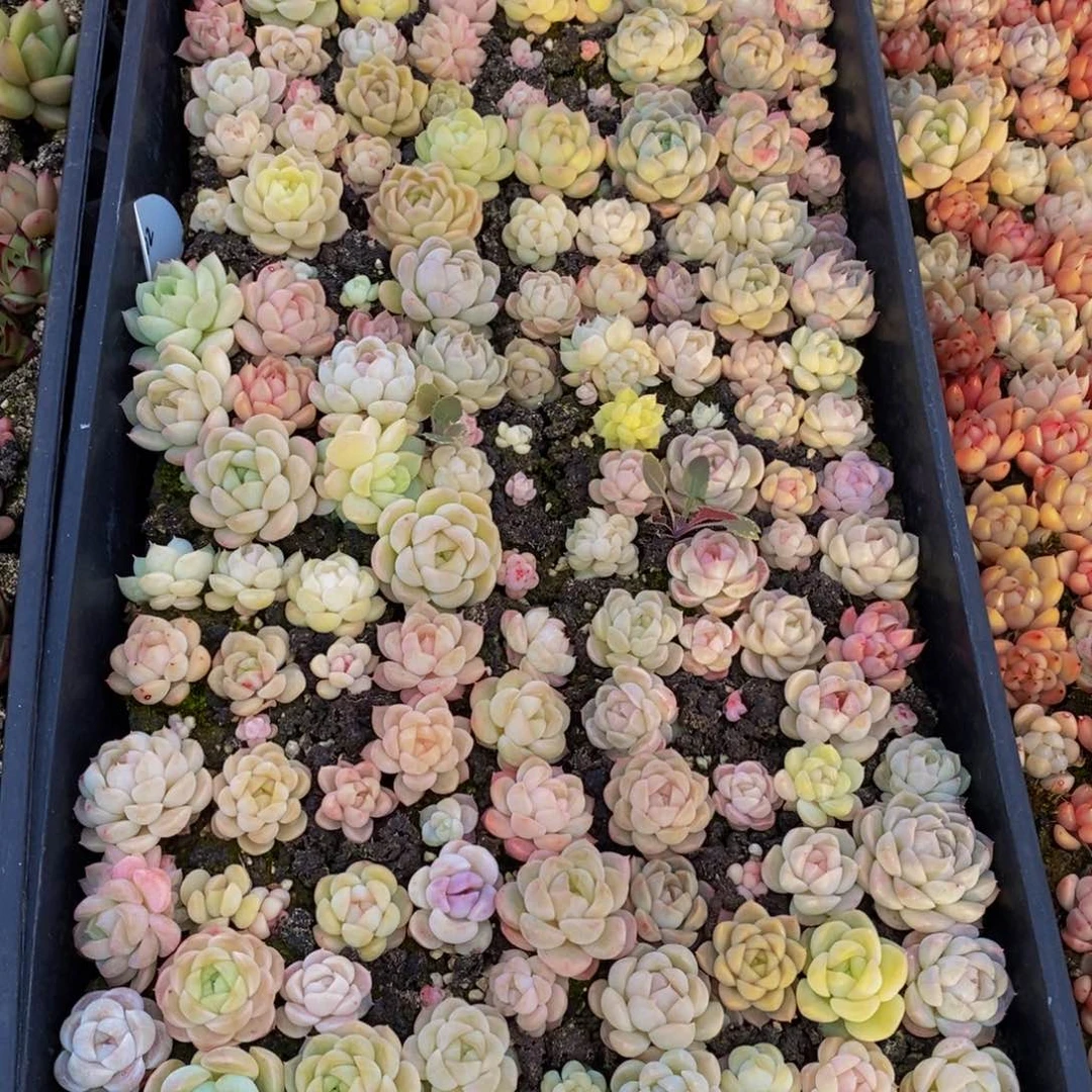 190多肉植物保护研究所所长助理