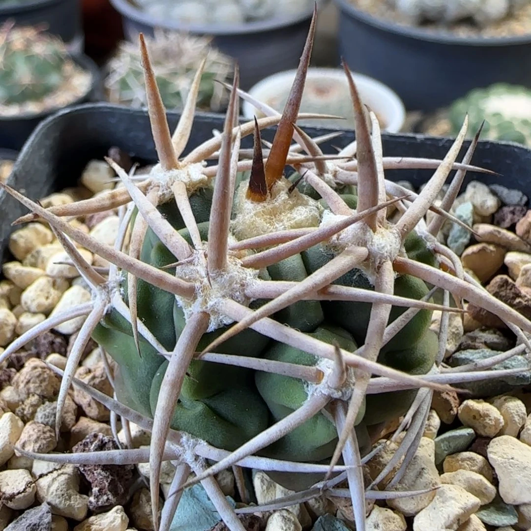 03实生翘翘刺碧岩玉多肉3.4