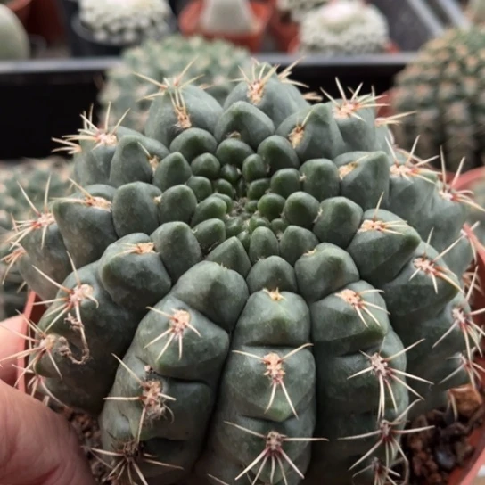 当前无花栽培后可以开花实生大菲