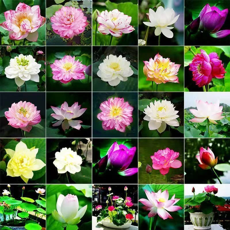 四季种植水培碗莲种子无土水养新种蔬菜籽易种