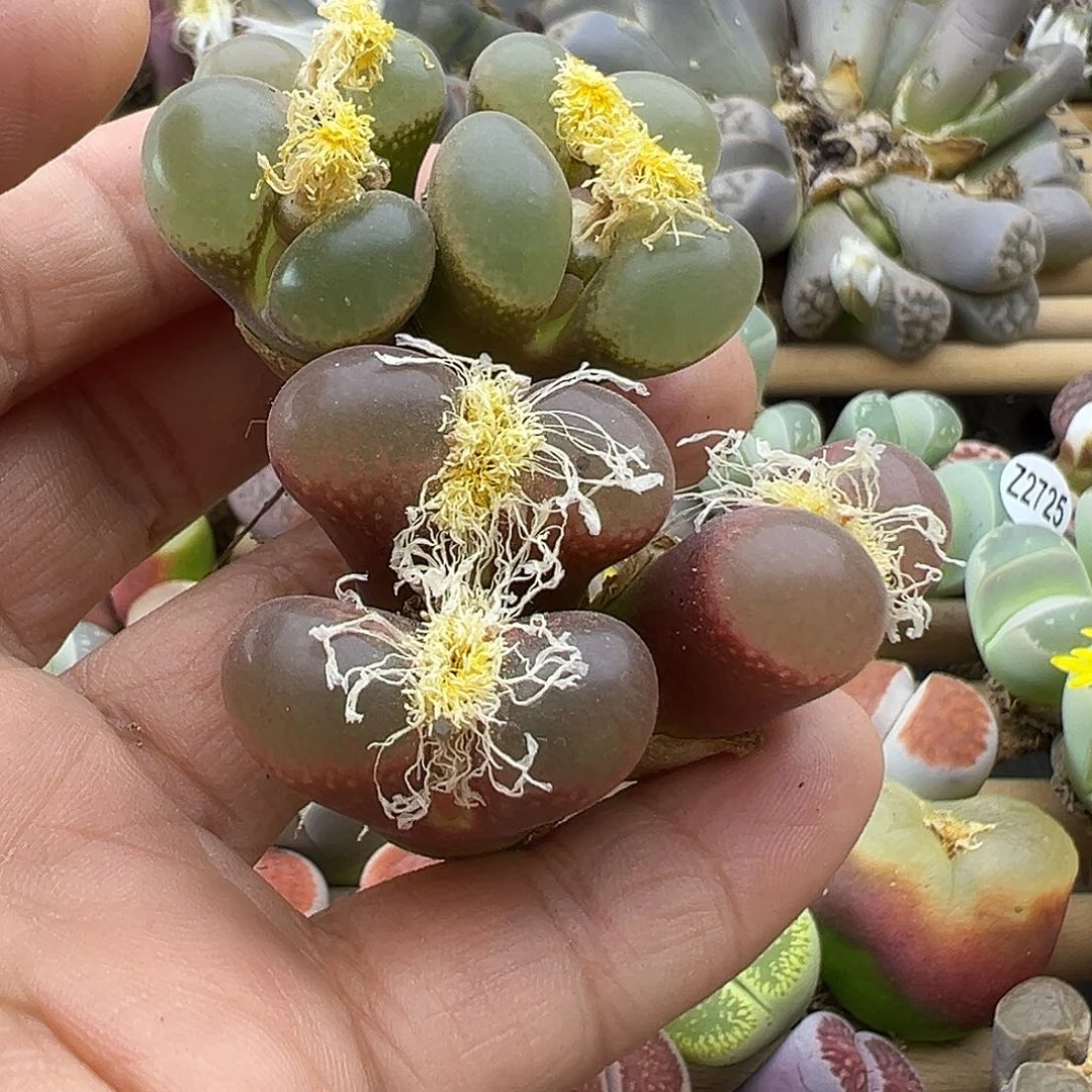 ?****]2737风铃折上折下播福利