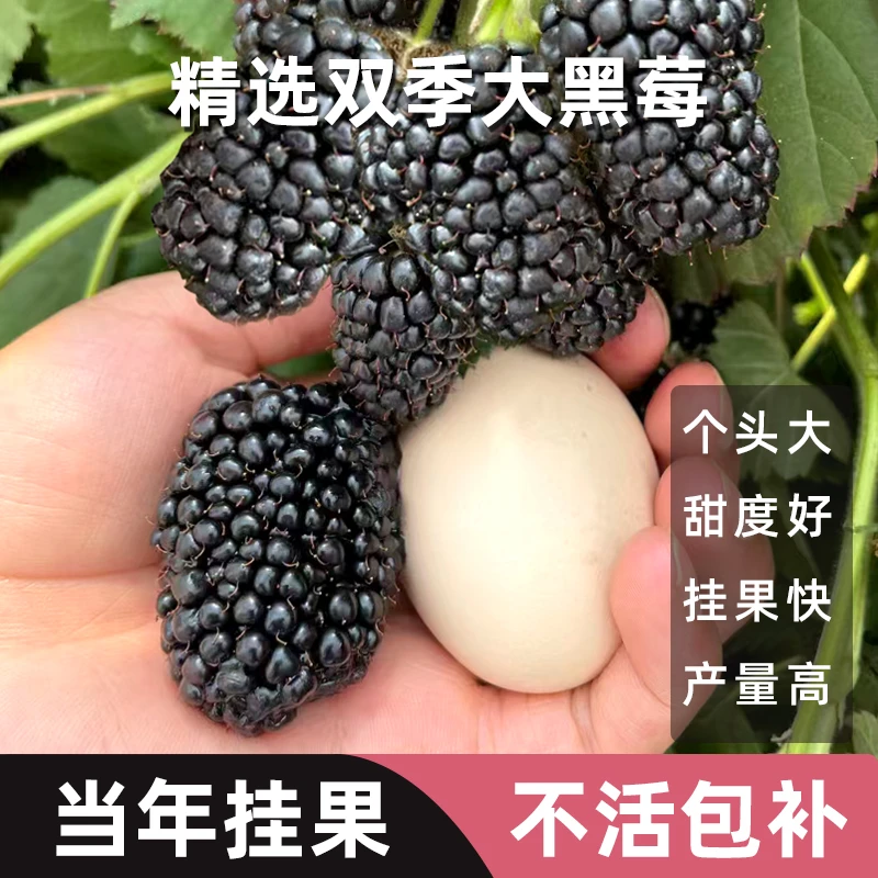 【好粒莓】双季大黑莓高产纯甜树莓树苗可盆栽可地栽锁莓山泡覆盆子