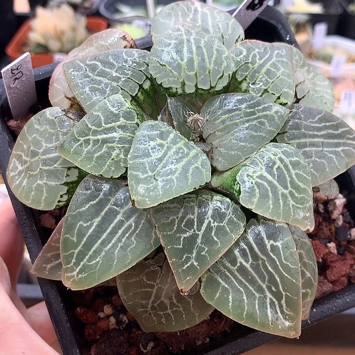 68号水晶康平101带盆土