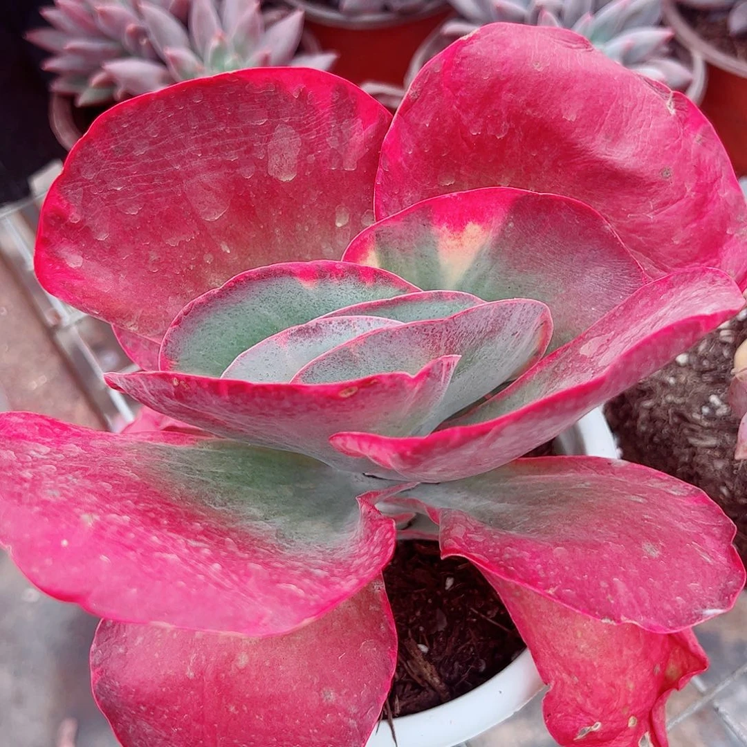 唐印锦大单头精品特价