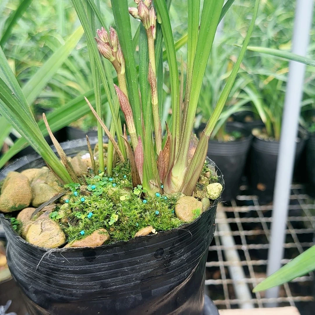 完全开放富山奇蝶带花苞