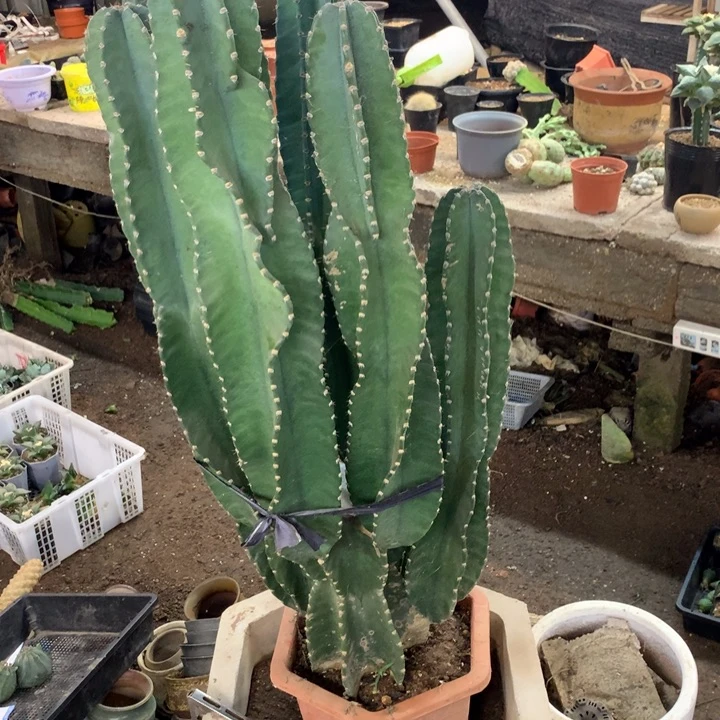 密撸苹果022号，，，，，，