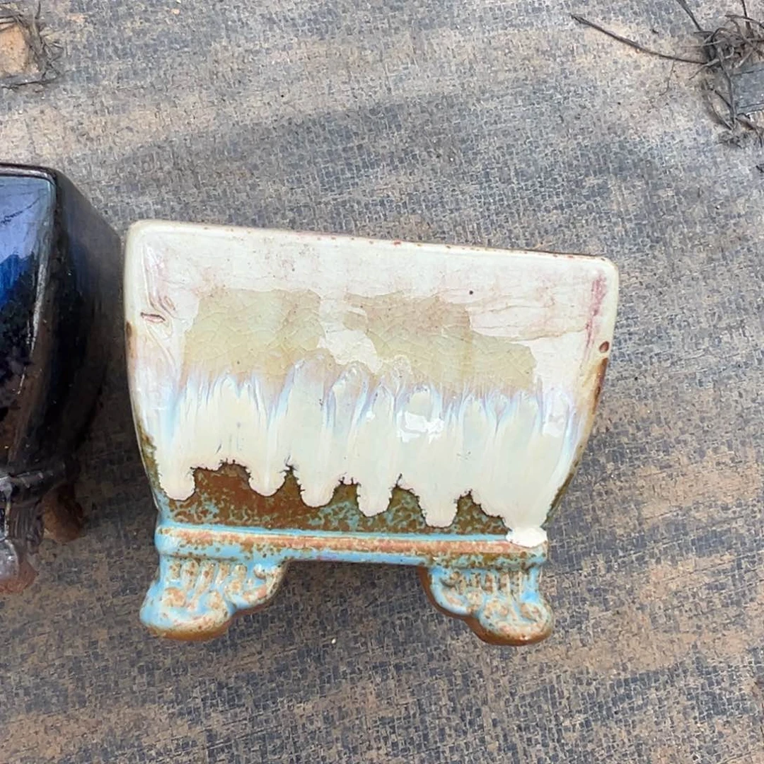 用****9多肉一物一拍0209-129