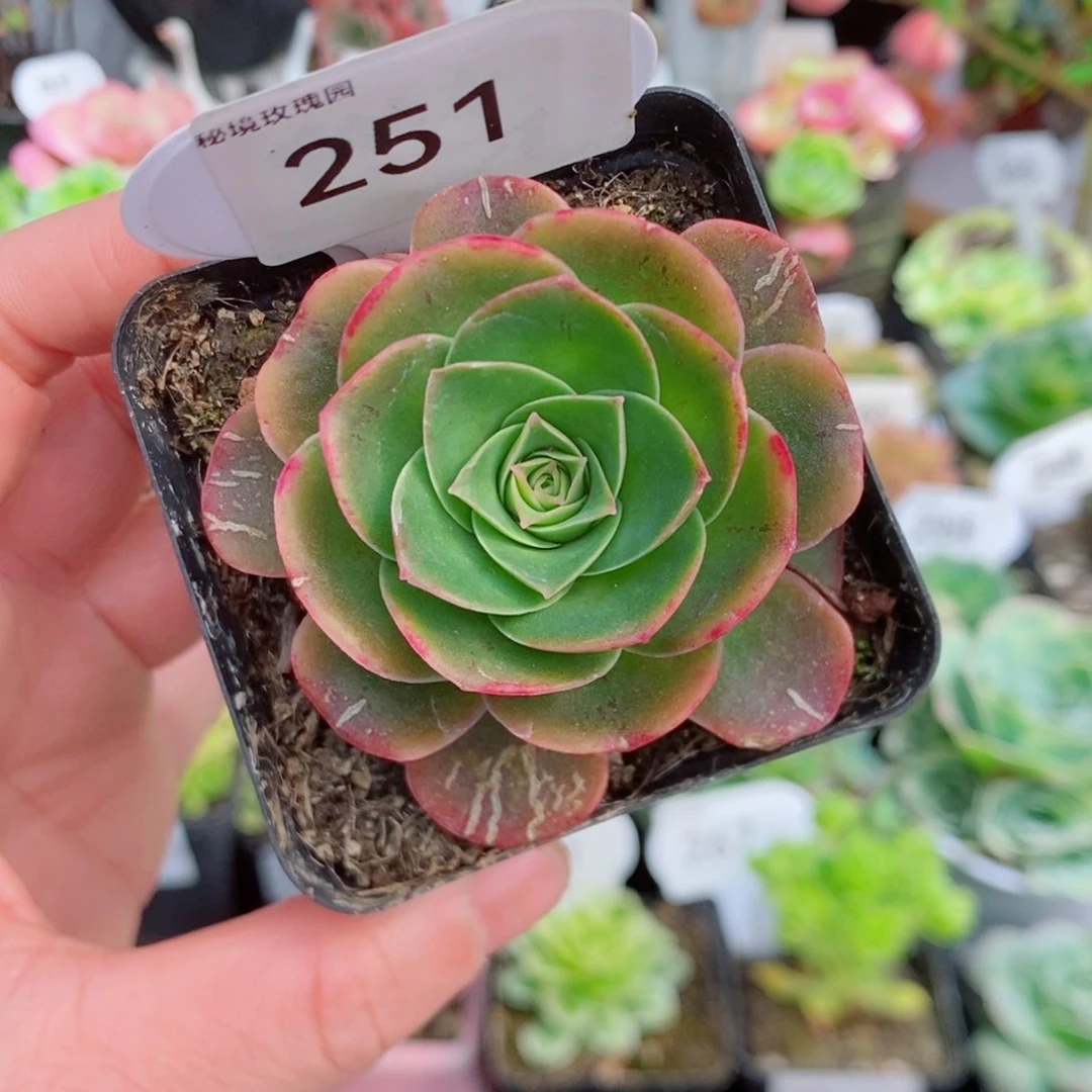 251锦时。    多肉玫瑰