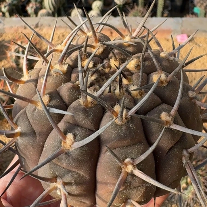 武勋丸有根66666666