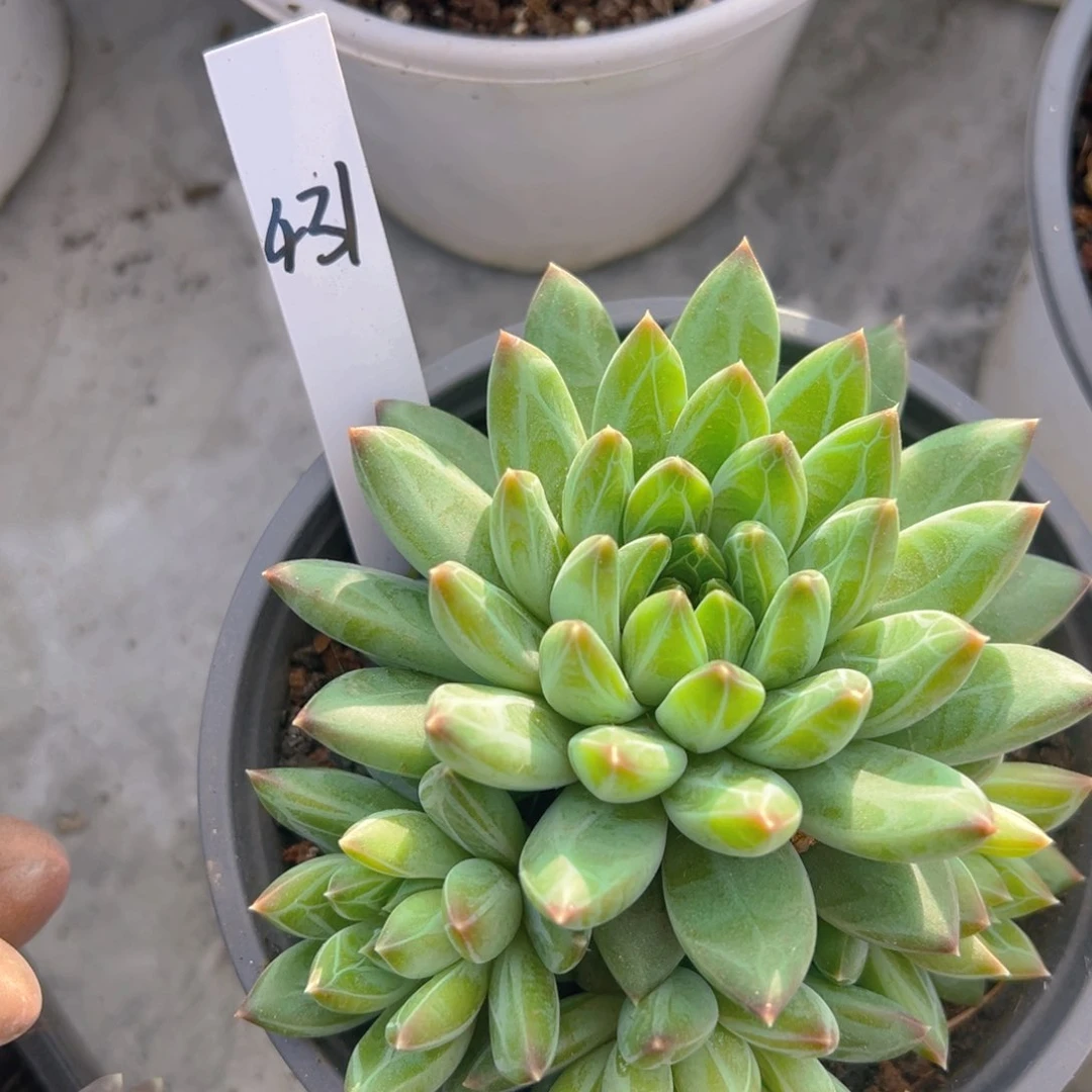 香玉的故事是一个人的