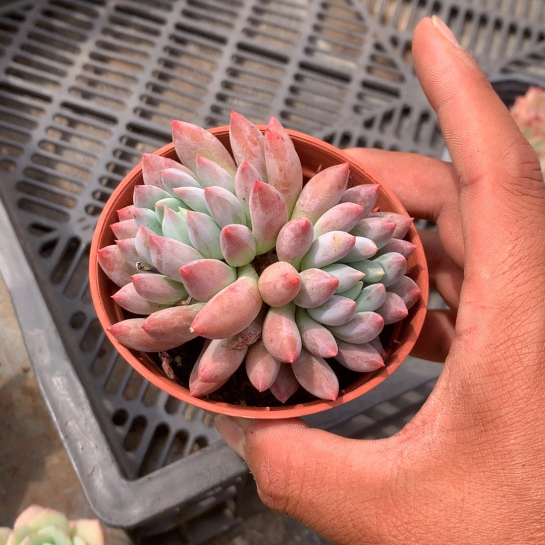 人工关节治疗和各种风湿