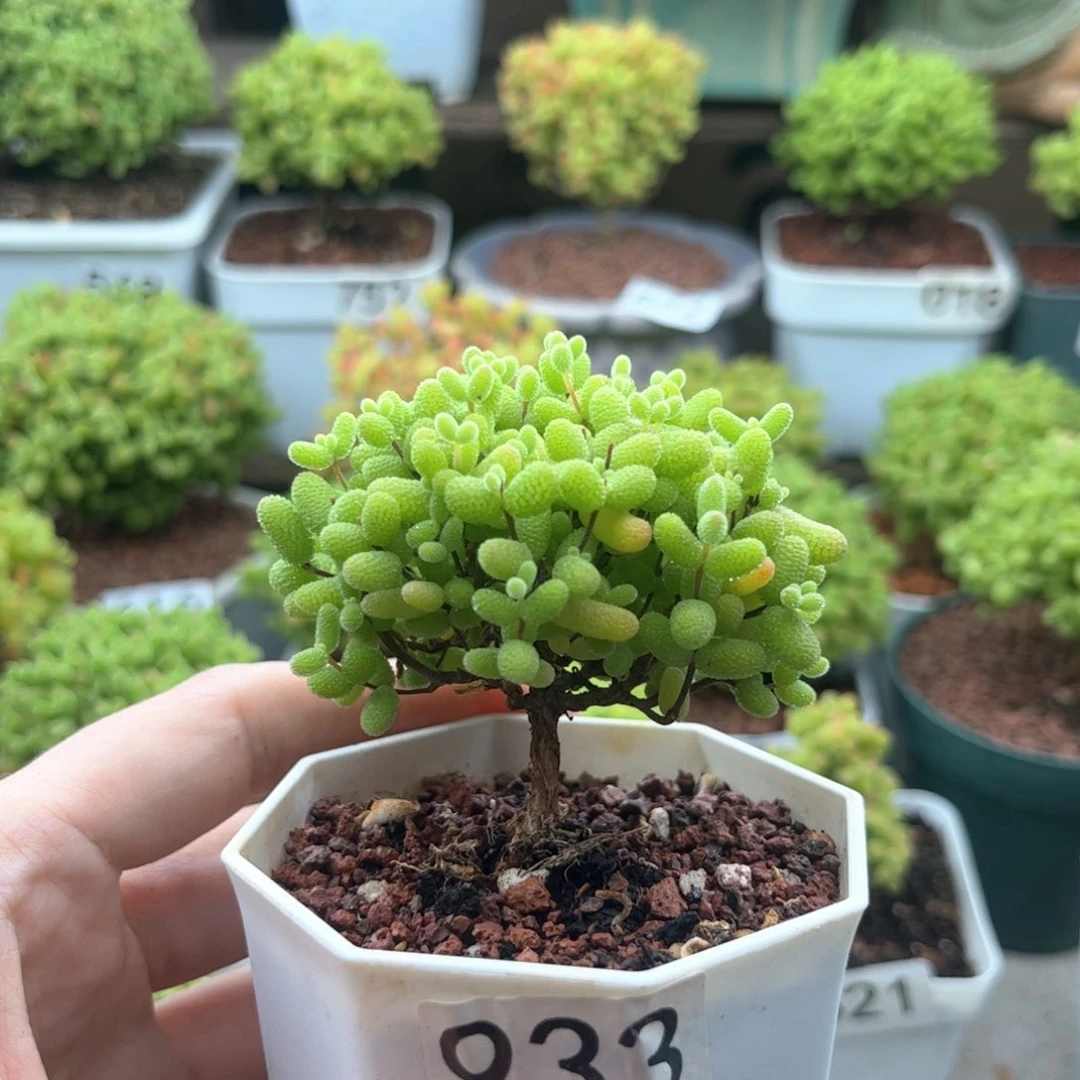 早***?933金桔可爱多肉植物