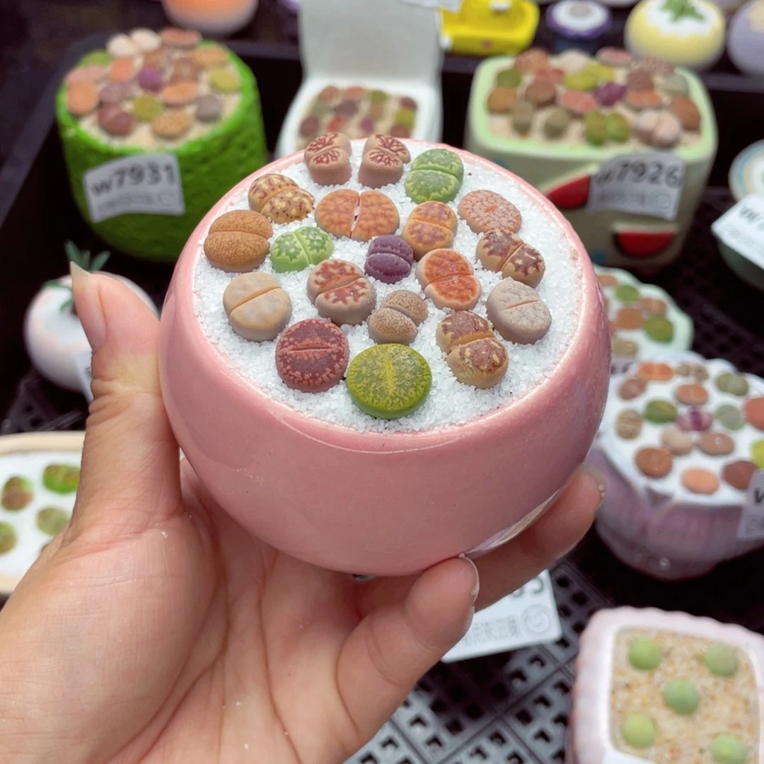 w7937 带盆土发货一物一拍