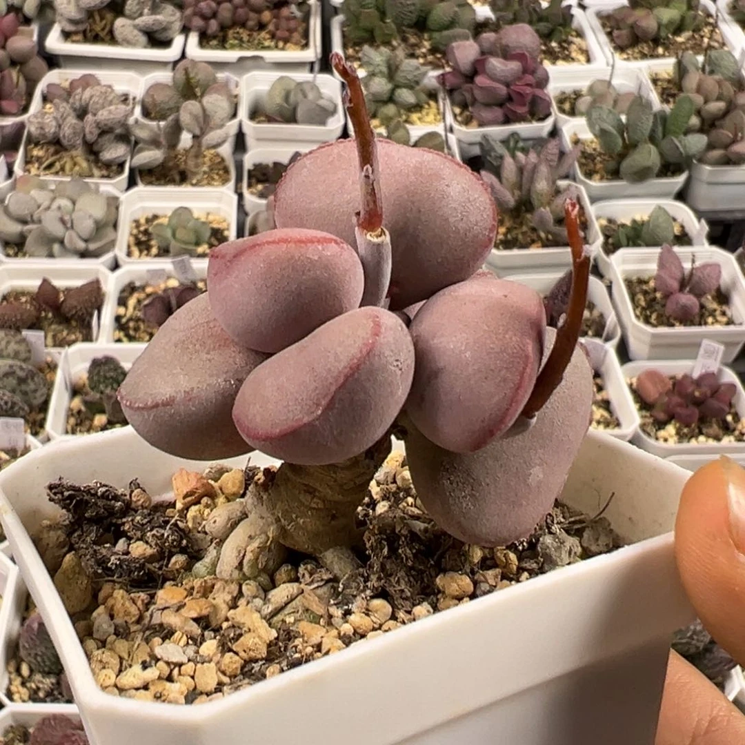 带桩红蛋多肉植物水泡