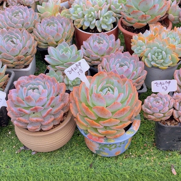 凤橙老桩多肉植物