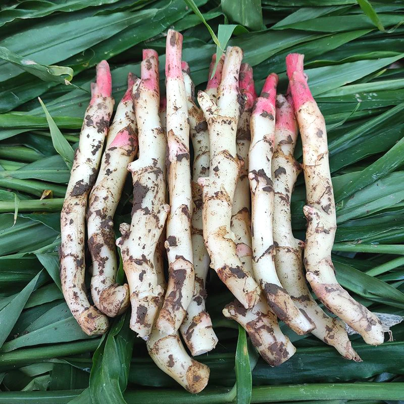 2025嫩仔姜正宗四川冬季新鲜仔姜指头姜醋泡姜当季现挖蔬菜1/3/5