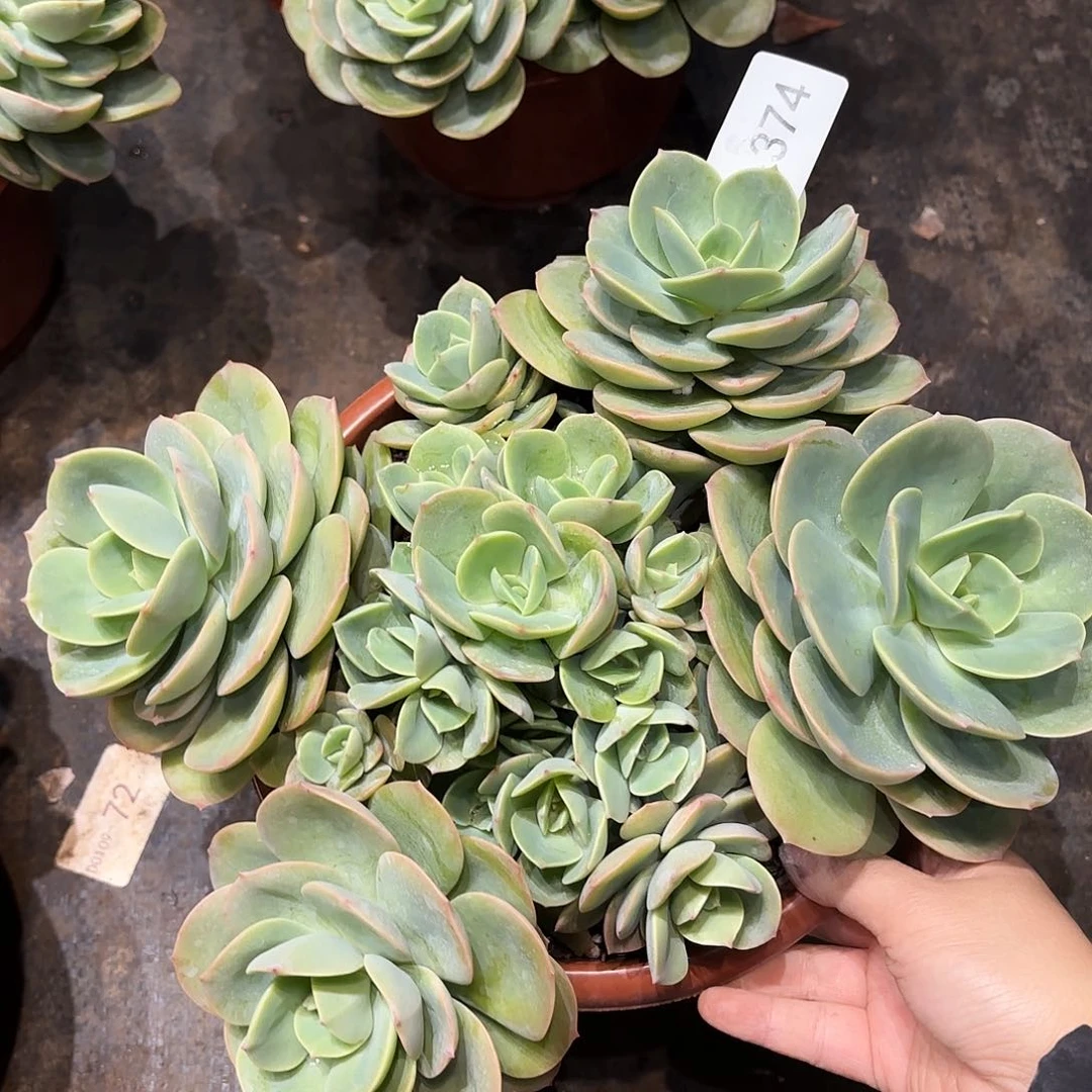 同温层多肉天竺少女374量拍