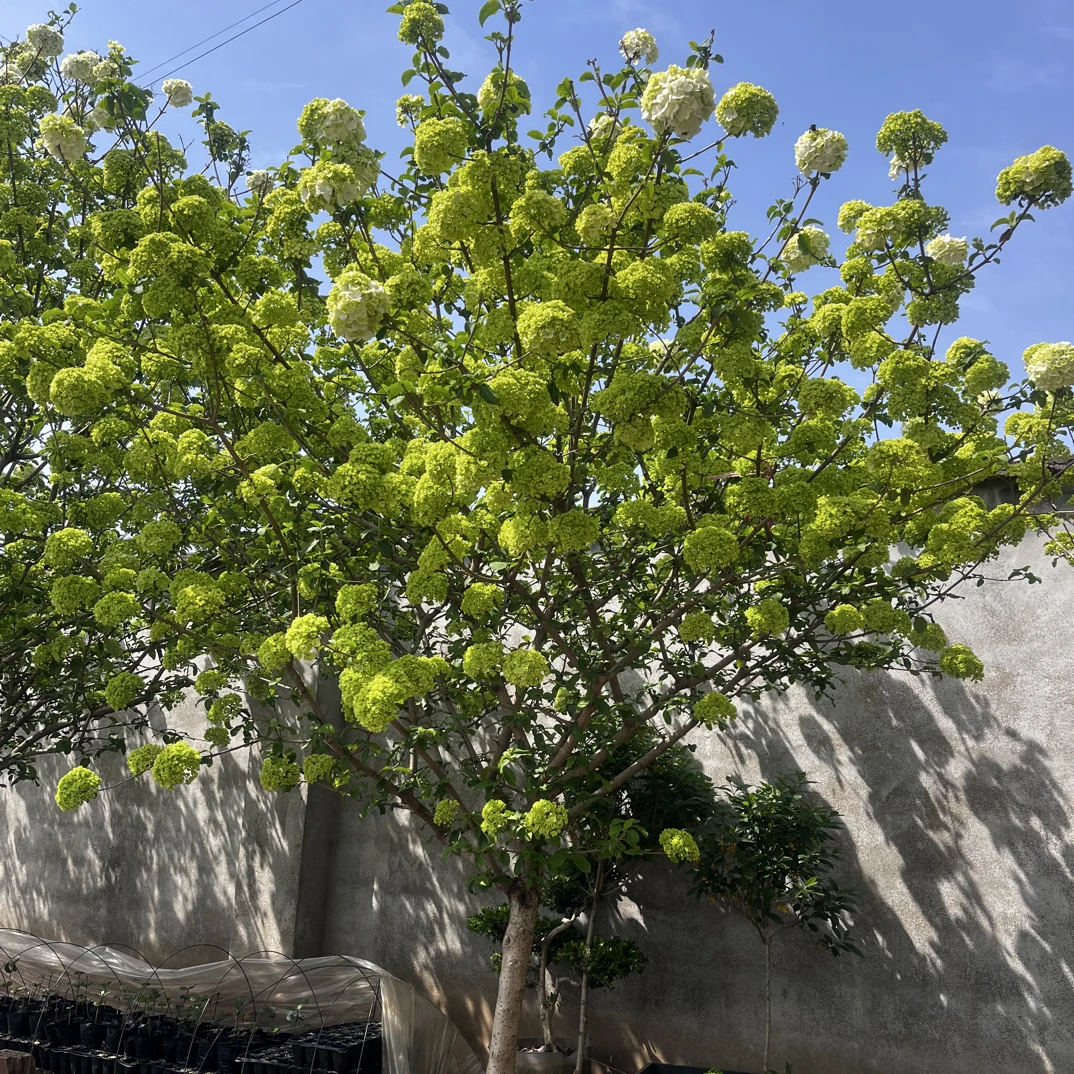 中华木绣球带花苞大花斗球棒棒糖树形大冠幅大苗一物一拍木架包邮