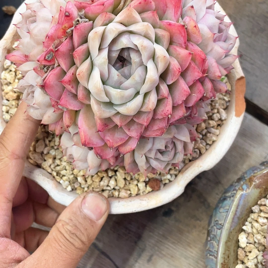 骑****姨多肉植物一物一拍