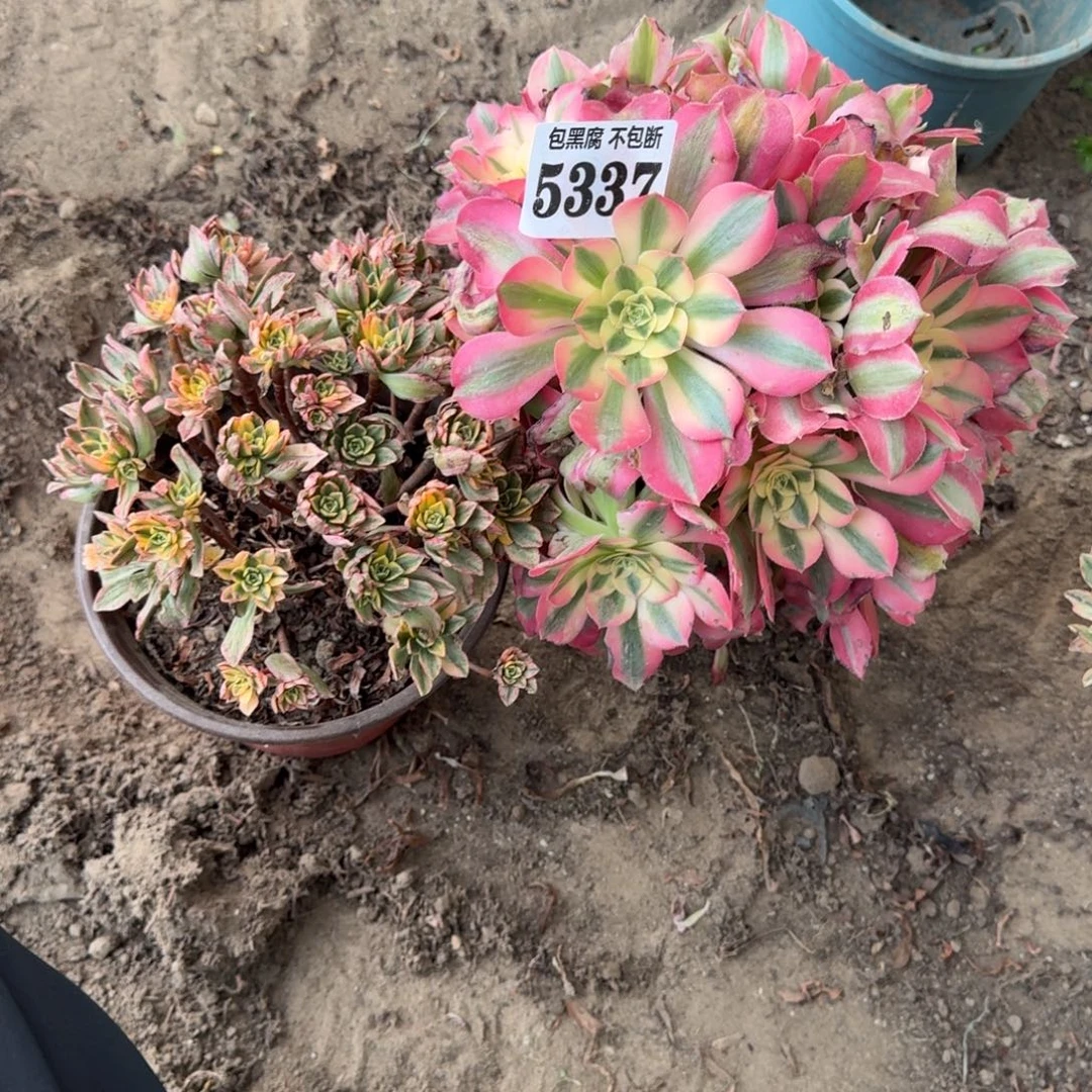 甜茶 女巫5337 16-6