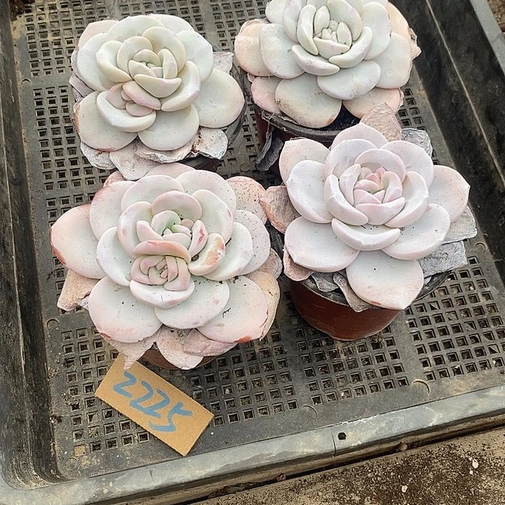 萌***号无花朵2225号一物一拍雪莲