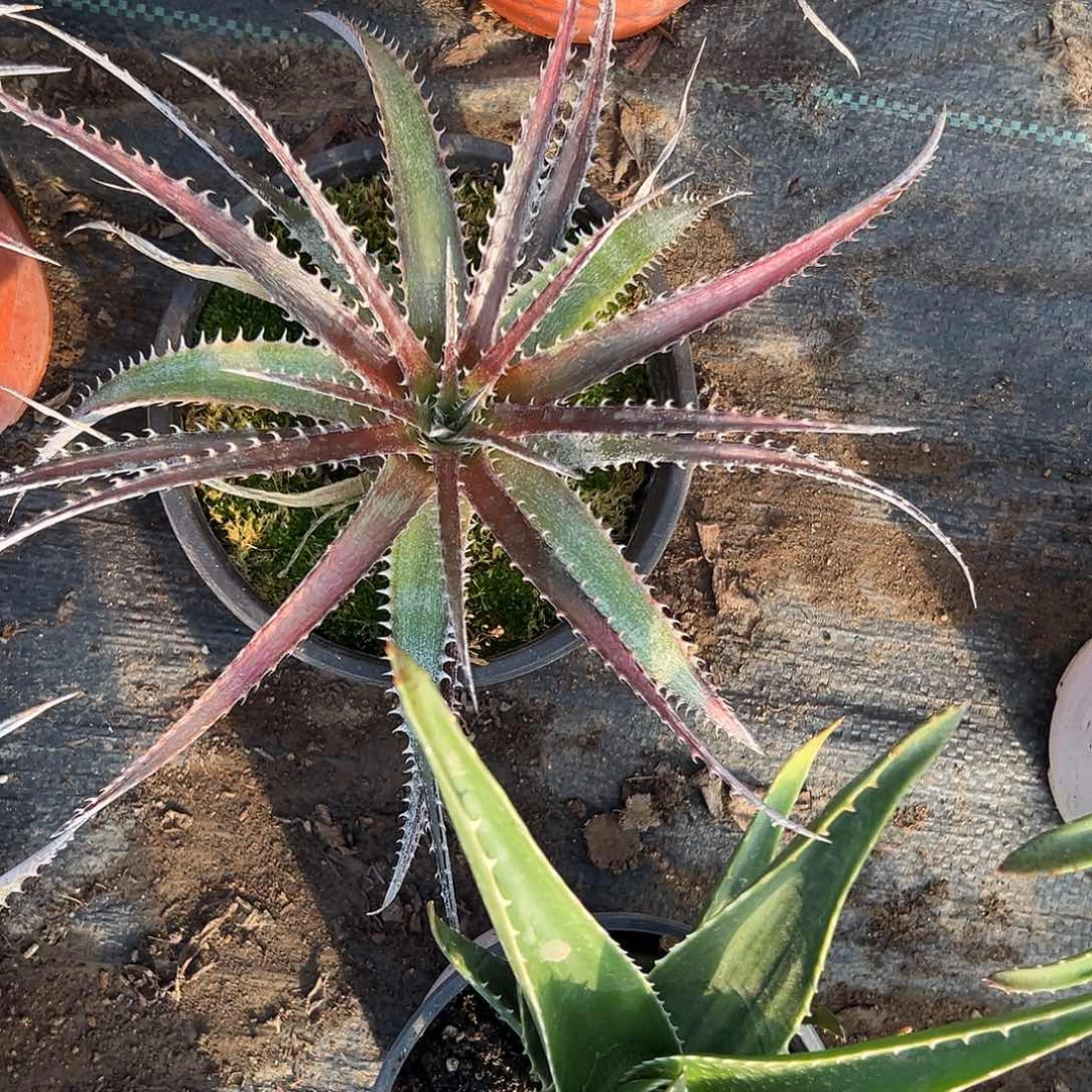 多肉植物海林娜单头