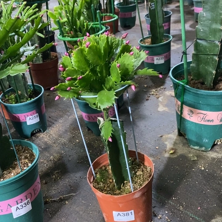 当前无花栽培后可以开花梅381嫁接083