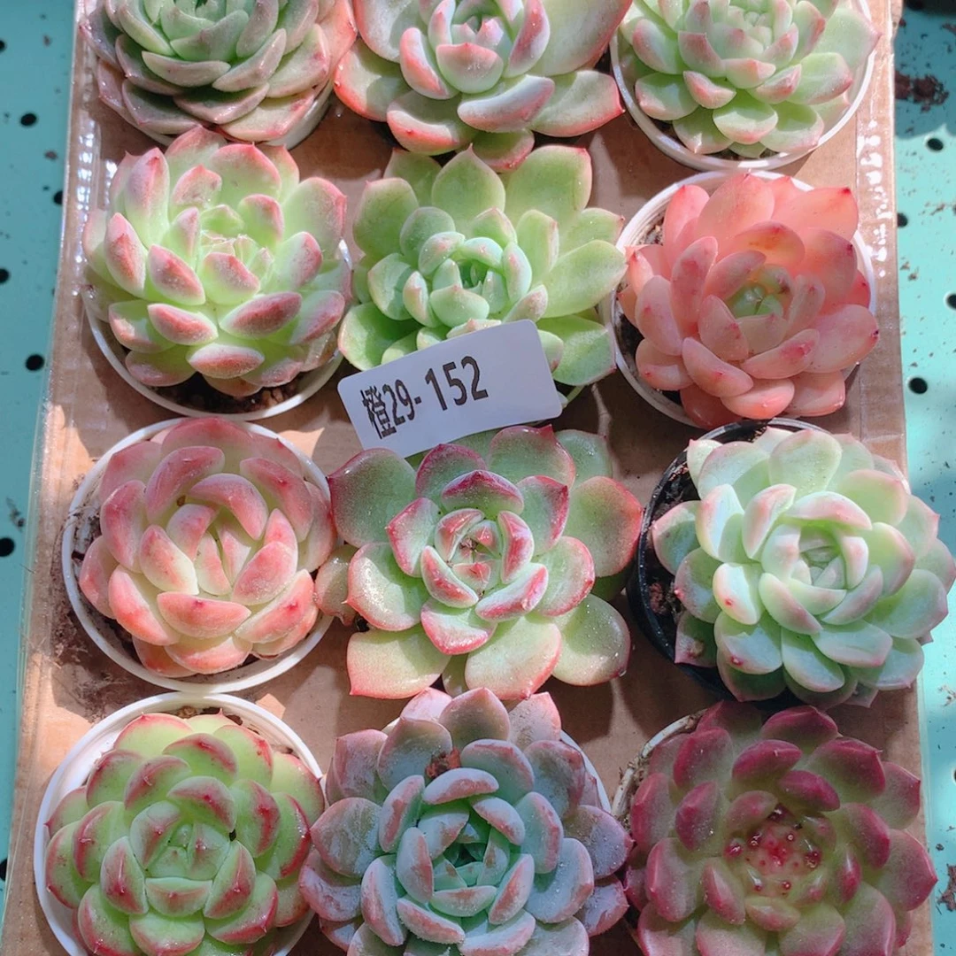 29-152一物一拍多肉带盆18颗