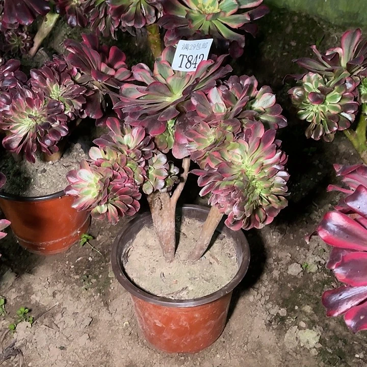 842美杜莎缀   多肉植物