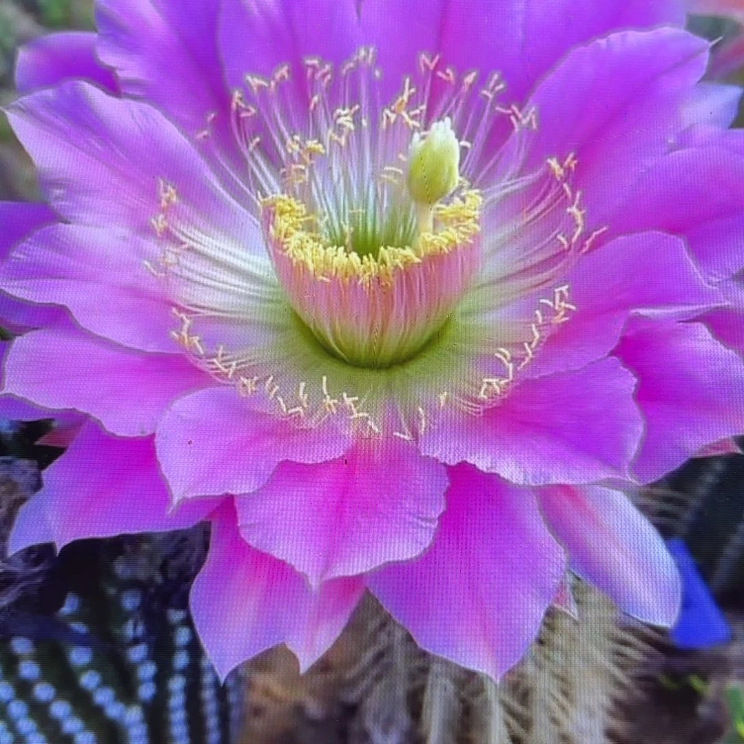 荷花毛侧牙20包邮52