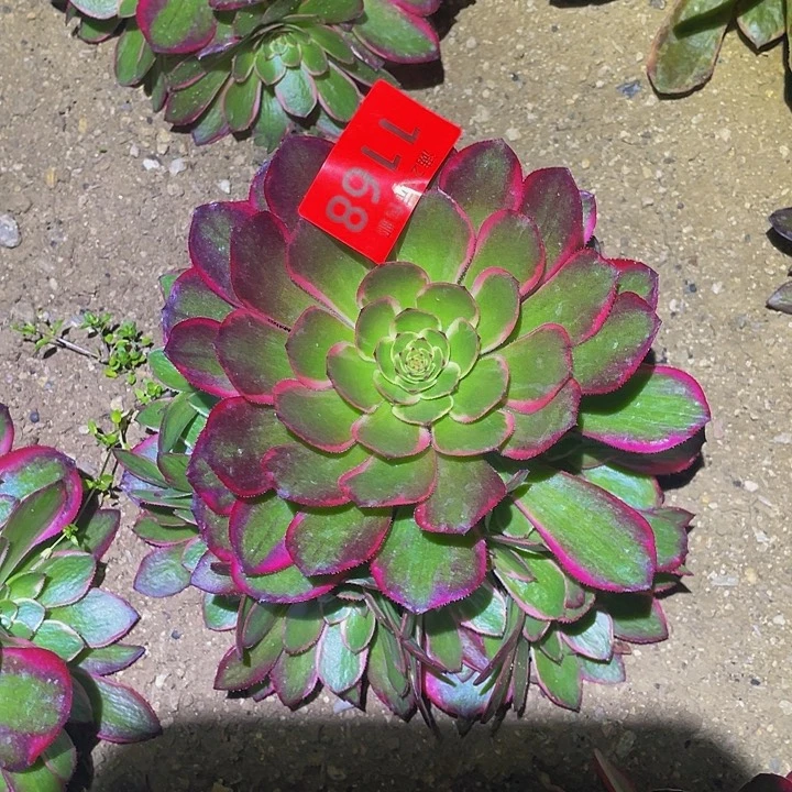 1168粉花妖多肉植物