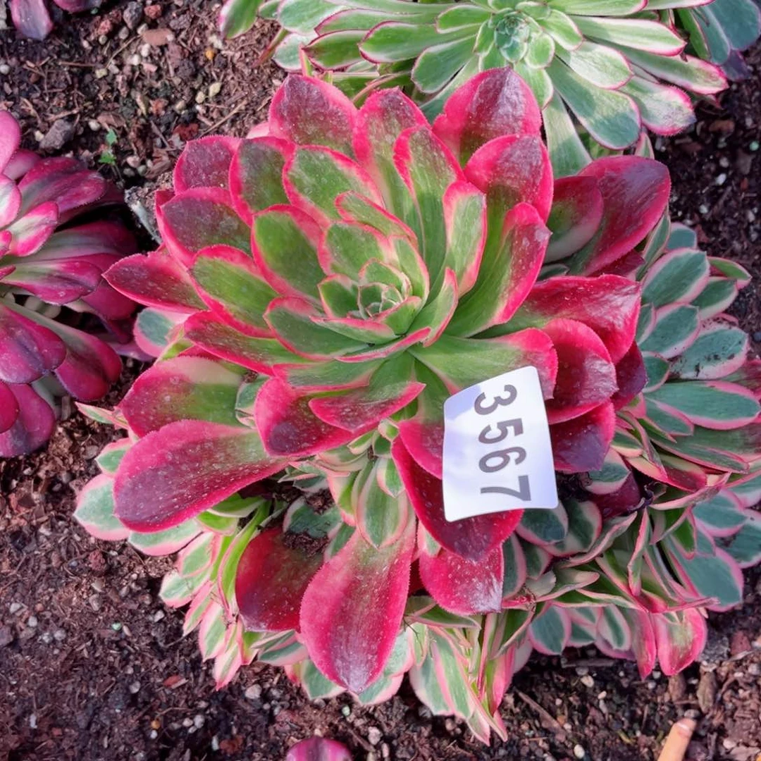 粉女郎多肉发货发货