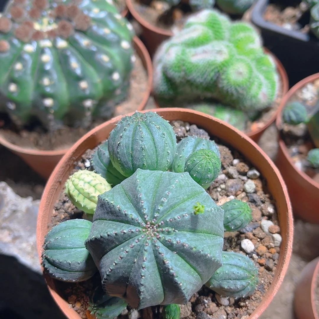 下*了布纹球群生回一一一一一